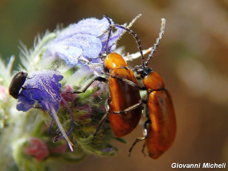 Serie di Chrysomelidae del Parco del Ticino